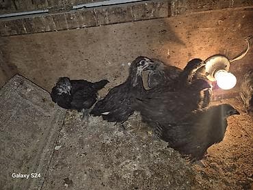 karella qus: Toyuq cücələri, Damazlıq — 1