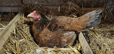 ördək balası satışı: Xoruz, Heyratı, il: 1, Ünvandan götürmə — 1