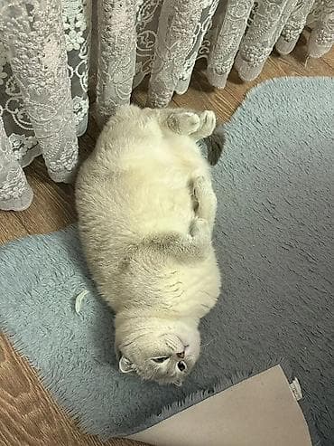 erkey dana: Şotland, Erkək, Cütləşmə üçün, Ünvandan götürmə — 5