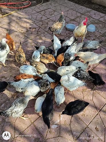 sultan toyugu: Toyuq, Adler, Damazlıq, Ünvandan götürmə — 2