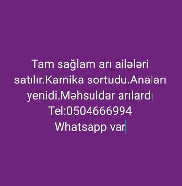доска объявлений пчелы: Satılır sağlam arı ailəsi. Karnika sortudur. Anaları yenidir — 2