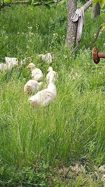 qu qazi: Kuban qaz balasi 6 gunluydu — 1