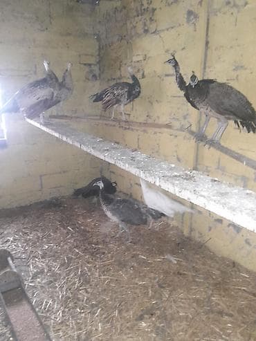 Akvariumlar: Məhsul: Təbiət quşları – Tavus quşları (pavlin) Təsvir: - Şəkillərdə — 3