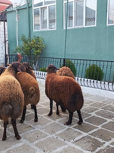 Животные: Qoyun – yerli cins, qəhvəyi-qara rəngdə sürü. - Məhsuldar, iri bədən — 6