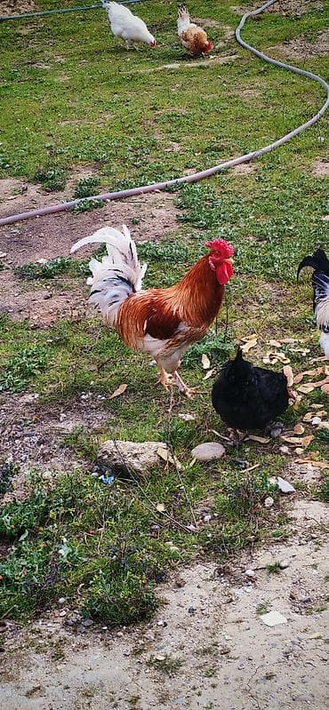 Inəklər, öküzlər: Xoruz, il: 1, Ödənişli çatdırılma — 5