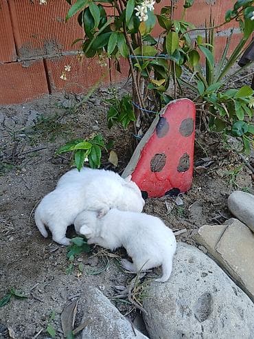 it spits: 1 ay, Erkek, Ünvandan götürmə, Ödənişli çatdırılma, Rayonlara çatdırılma — 5