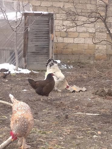 toyuqlar: Toyuq, Brama, Damazlıq, Ödənişli çatdırılma — 8