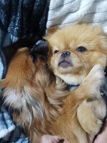 ev iti cinsleri: Pekines, 7 ay, Dişi, Ödənişli çatdırılma — 5