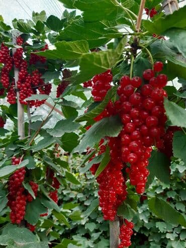 kətan parça satışı: Məhsul: Qırmızı qarağat (Redcurrant) – salxım meyvəli sort Təsvir: - — 4