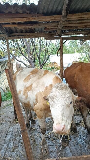 smental inekler: Самка, Simental, лет: 3, Для молока — 6