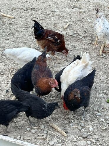 cücə və xoruz: Toyuq, Australorp, Brama, Damazlıq, Ünvandan götürmə — 25