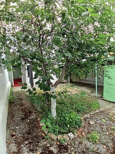 cay evi: 🏡 Təcili Satılır! Geniş və rahat yaşayış üçün ideal həyət evi — 3