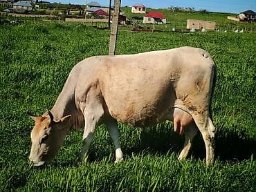 iri buynuzlu heyvan satisi: Dişi, il: 4, Südlük — 3