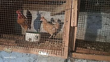 ordək: Toyuq, Damazlıq — 7