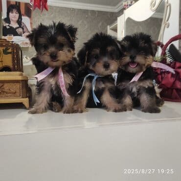 itler bala: Yorkşir teryer — 6