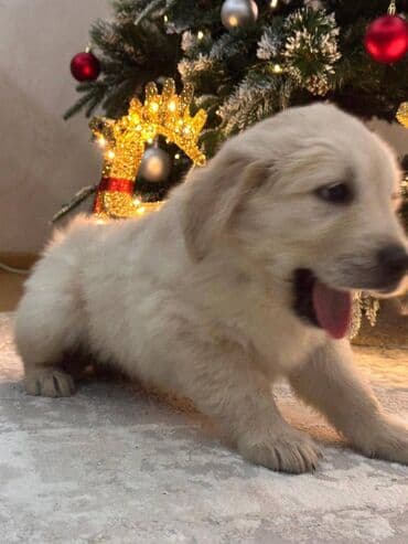 Opel: Ретривер, 1 месяц, Самец, С родословной, Самовывоз, Платная доставка — 2