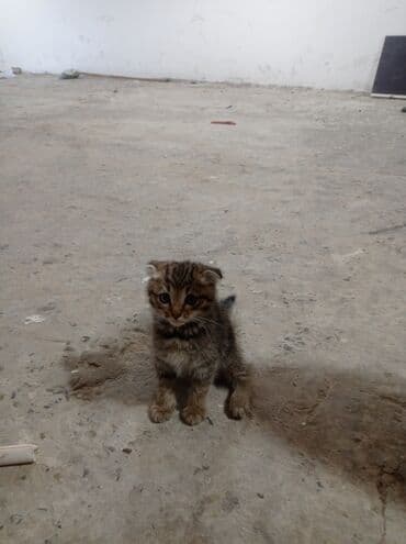 pişiy balaları: Britan yastı qulaq, Erkək, Yaxşı əllərə, Ünvandan götürmə — 4