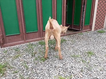 cuce satisi 2019: Allah hamının təsərrüfatına bərəkət versin.Erkək çəpiş — 4