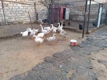 lal ördəklərin satışı: Qaz sürüsü – yerli təsərrüfatdan cavan qazlardi .12 ededdir qiymet — 3