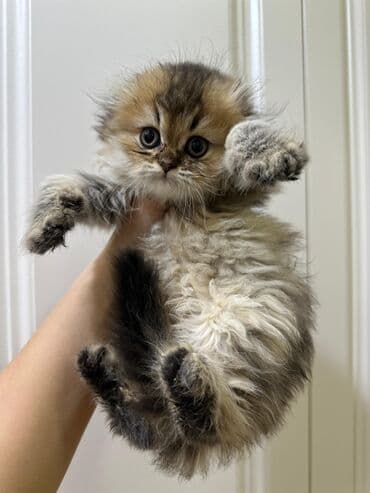 сколько стоит британский котёнок: Британская, Самка — 5