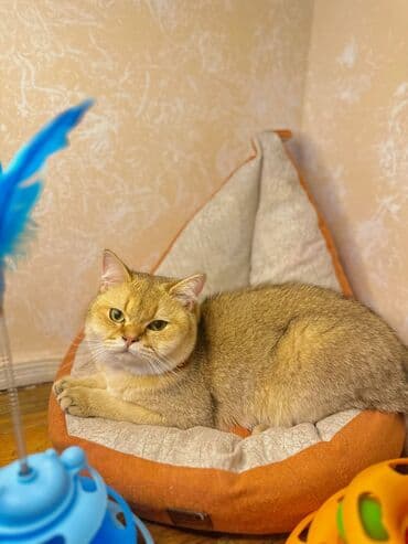 cütleşdirme: Золотая шиншилла, Самец, Для вязки, Бесплатная доставка, Платная доставка, Доставка в районы — 2