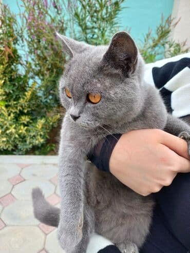 pişik üçün daraq: Britan — 2