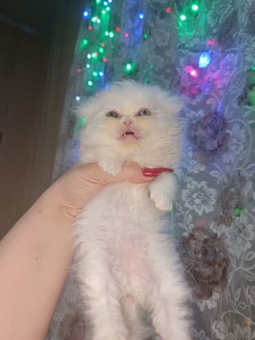 Toyota: Британская — 4