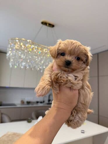 itləe: Самец — 4