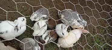 qoyun quzu nece yazilir: Atasi yeni Zelandiya bide kaliforniya qarisigidi anası yerli dovşandi — 2