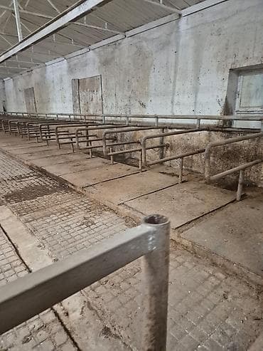ucar emlak: Ferma mal saxlamaq üçün mükemmel bir yerdi erazisi böyük ve elave — 2
