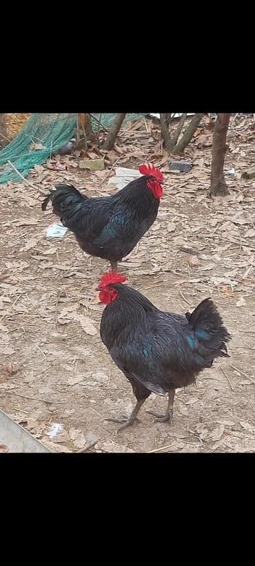 пудель карликовый цена: Курица, Australop, Для разведения, Самовывоз — 1