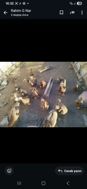 Tutuquşları: 30m dişilə 40m erkəylər 2erkəy 8ədəd diyi — 1