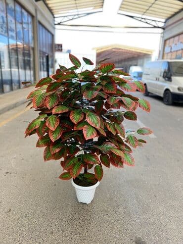 süni ağac: Daxili və xarici məkanlar üçün nəzərdə tutulmuş süni dekorativ ağac — 2