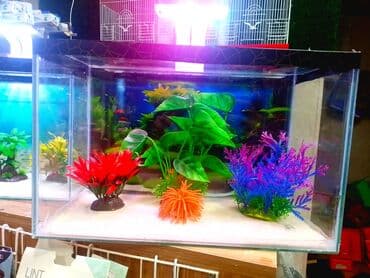 baliq toru: Dördbucaq akvarium, Balıqlarla birlikdə, 18 l, Rayonlara çatdırılma, Ünvandan götürmə, Pulsuz çatdırılma — 6