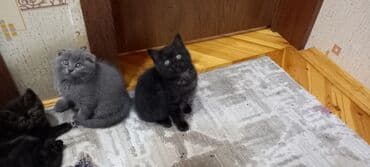 pişik cüt: Britan, Erkək, Dişi, Ünvandan götürmə — 7