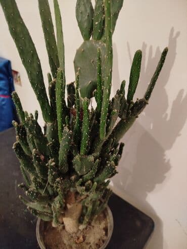 Çöl bitkiləri: Satiram hamsi 6azn — 6