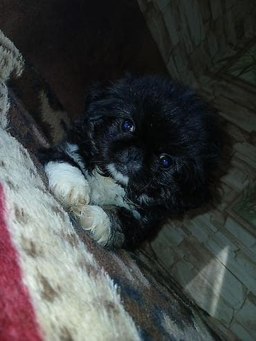 heyvanlar: Pekines — 2