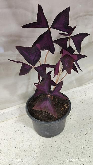 şüşə gülü: Oxalis (kəpənək gülü) — 2