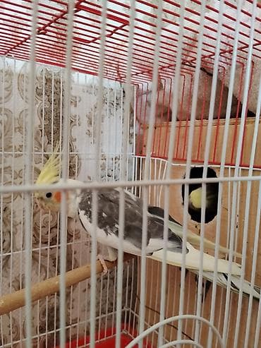 babil quşu: Saglam Cut Karella.1 Defe bala veribler kletkasiz satilir.Qiymet — 9