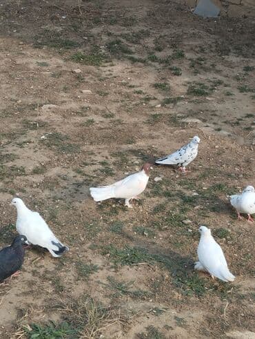 quş qəfəsi qiymətləri: Qiymət hamsina aiddi tek tek satilmir — 3