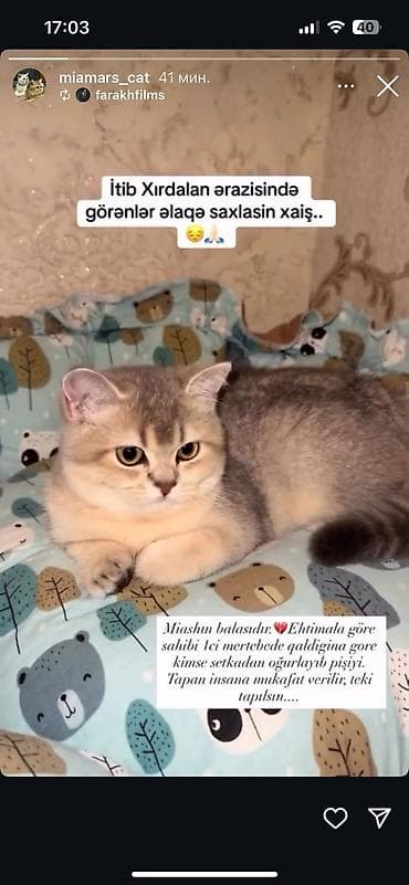 heyvan: Şotland yastı qulaq — 8