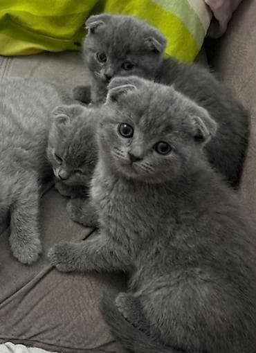 van pişik: Şotland yastı qulaq — 4