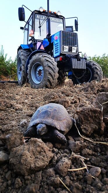 təkər traktor: Belarus 892 traktoru – güclü və etibarlı universal kənd təsərrüfatı — 5