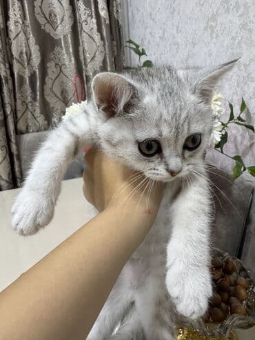 мейн кун купить в баку: Amerikan Shorthair — 7