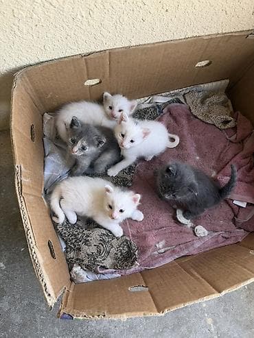 sahiblənmə: Yaxşı əllərə — 5