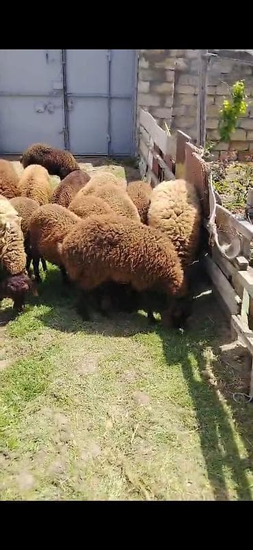 7 dene quzu satılır ünvan Maştağadadi 4 aylıq olar qiymət 280 manat