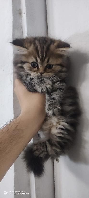 pişik ucuz: Şinşilla, Erkək, Dişi, Yaxşı əllərə, Pulsuz çatdırılma, Ödənişli çatdırılma — 2