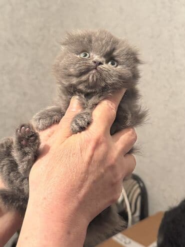 Şotland uzun tüklü, Dişi, Ünvandan götürmə — 4