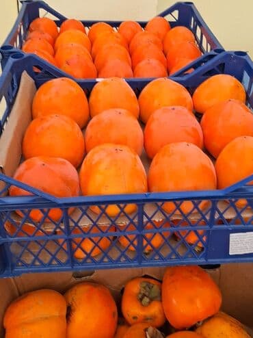 Məhsul: Öz bağımızdan Xurma . Ağdaş Xurması. Qiyməti - 0.70. Çox