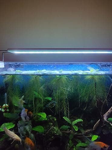 Pişiklər: Akvaryum üçün üzən bitkilər Məhsul təsviri: - Üzən dekorativ bitkilər — 2